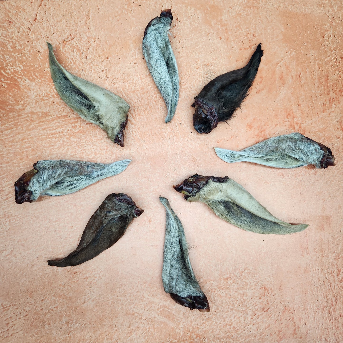 Oreja de caballo