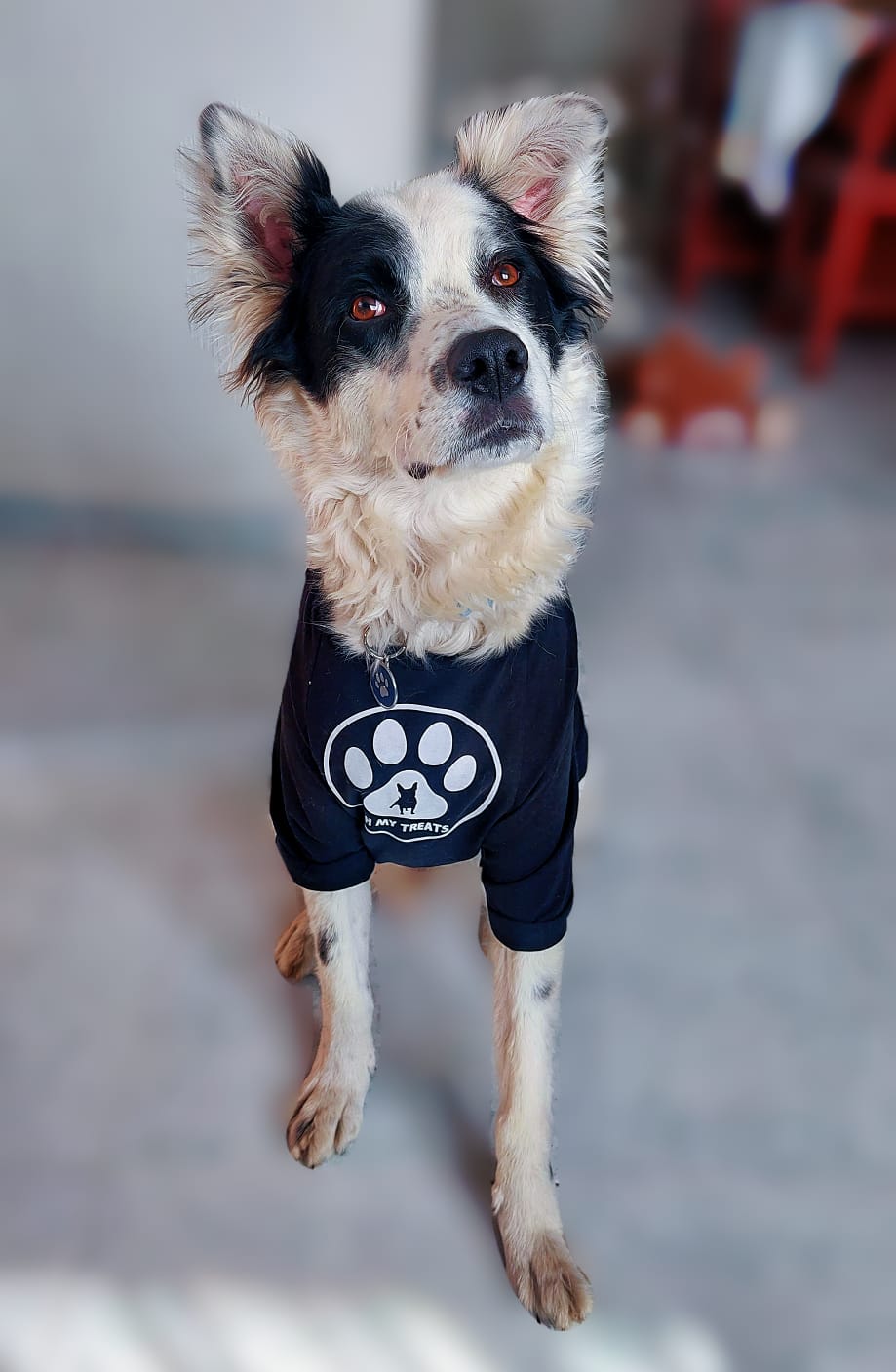 Playeras Oh my treats by Major Doggie